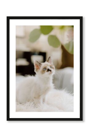 White kitten with blue eyes looking up