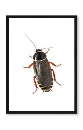 Simandoa cave roach, Simandoa conserfariam, isolated on transparent background top view