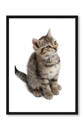 Small gray kitten isolated on white background.