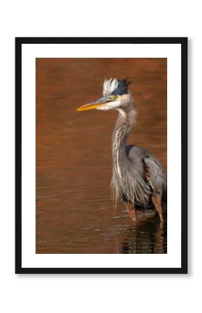 A great blue heron on a pond