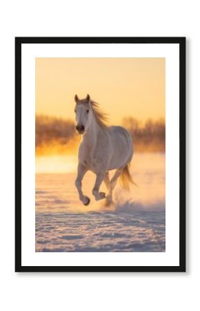 White horse galloping through snowy field at golden winter sunrise with flowing mane and misty frost. Majestic freedom run, inspiring cold season dawn vibe full of power and serenity.