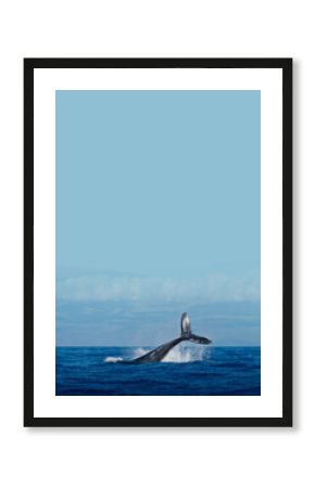 Whale in ocean background design