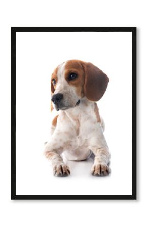 young beagle in studio