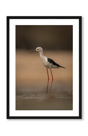 Black-winged stilt stands in riverbed stretching neck