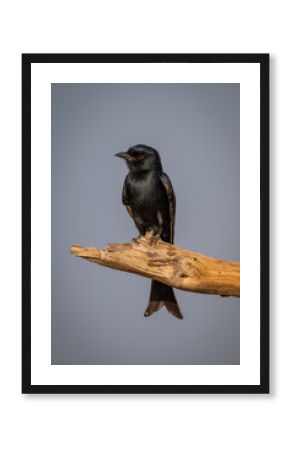 Fork-tailed drongo with catchlight on dead branch