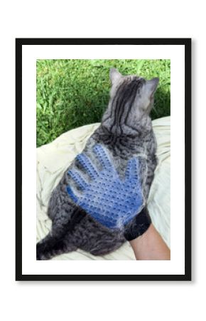 Gray striped cat being groomed with a blue pet brush glove while lying on a blanket outdoors, symbolizing pet care, grooming routine, and domestic animal comfort concept