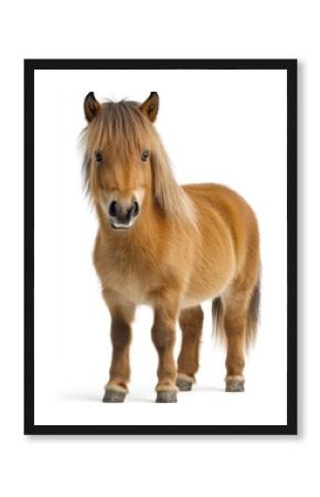 Petite brown pony with shaggy mane stands centered on white backdrop