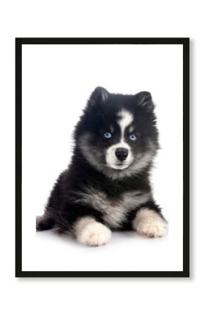 Pomsky in studio