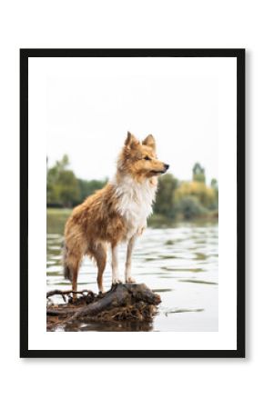 a shetland sheepdog sheltie dog standing on the beach next to a lake