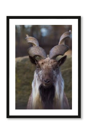 markhor portrait