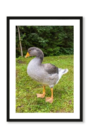 Domestic goose standing on green grass, rural Slovakia