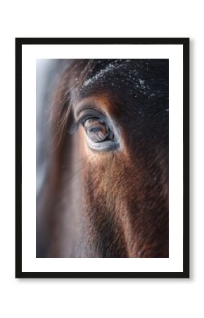 Extreme close-up of a horse’s eye with snowflakes resting on fur. Sharp winter detail, emotional animal portrait with cold light and delicate texture.