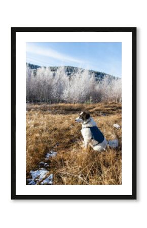 white shepherd dog in winter landscape with frozen trees