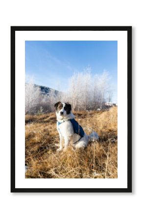 white shepherd dog in winter landscape with frozen trees