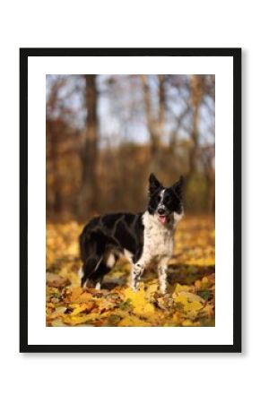 Cute dog in park on sunny day. Autumn walk