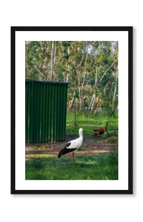 Stork and rooster with chicken in a farmyard near a green metal shed and wire fence, white bird standing on one leg on grass, birch trees and rural scenery in soft daylight.