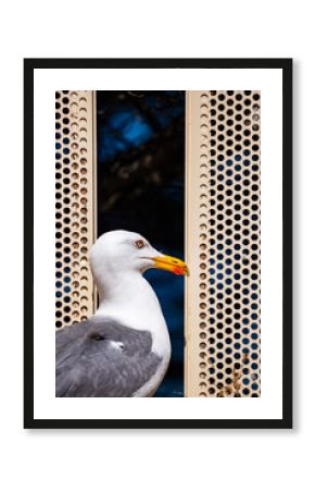 Yellow-legged Gull Against Perforated Screen
