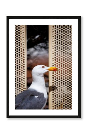 Yellow-legged Gull Against Perforated Screen
