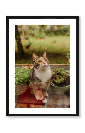 Calico cat sitting by potted plants and looking up outdoors