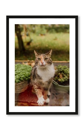 Calico cat sitting by potted plants and looking up outdoors