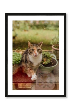 Calico cat sitting by potted plants and looking up outdoors