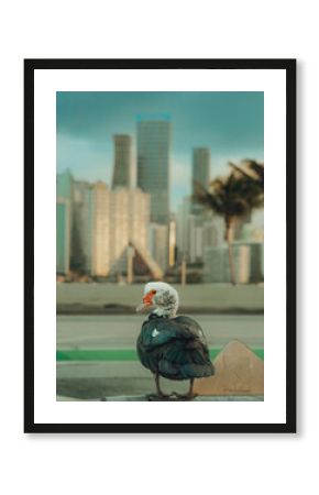 Urban Duck in Miami Cityscape at Sunset