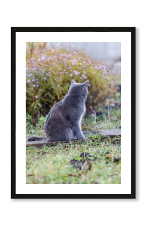 A grey cat is sitting on a wooden board in a grassy area