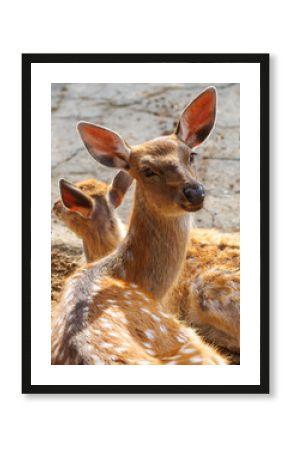 A deer with white spots on its back is laying down
