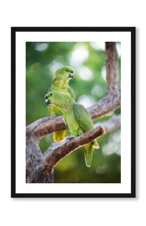 Two cute green parrots