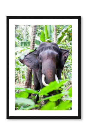 Elephant bathing in the river