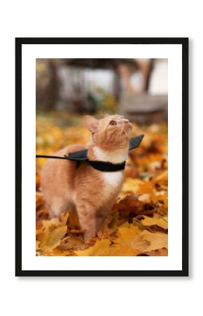 Halloween celebration. Cute cat with bat wings in autumn park