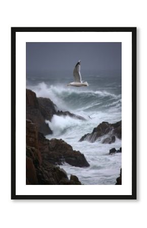 A seagull hovers above stormy Atlantic waves near rugged Irish cliffs under dramatic coastal skies.