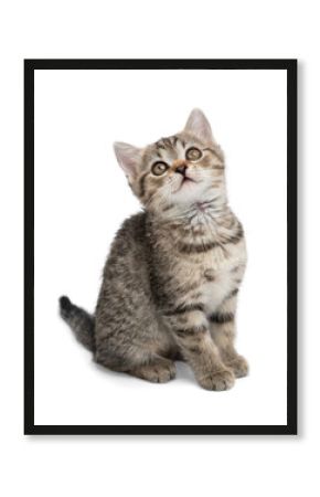 Small gray kitten isolated on white background.