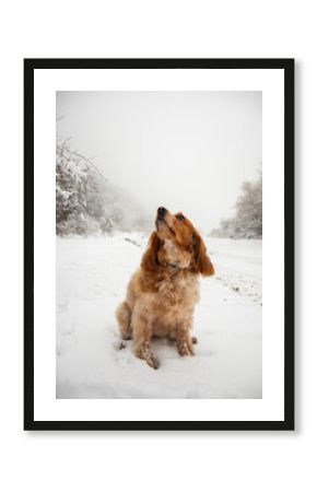 A brown and tan Spaniel-type dog sits patiently in deep snow, looking up at a nearby snow-covered tree branch in a foggy winter landscape