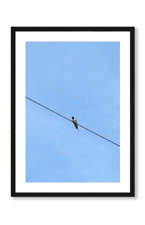 Swallow Bird Perched on a Black Wire Against a Clear Blue Sky