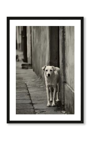 Stray Dog in Black and White