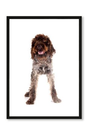 Wirehaired Pointing Griffon