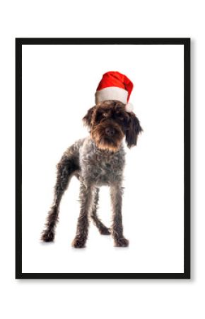 Wirehaired Pointing Griffon