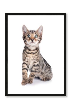 bengal kitten in studio