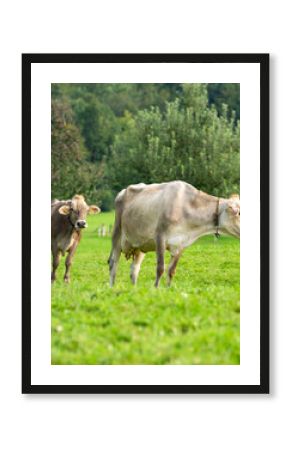 Dairy cow farming. Mammals grazing in the field. Cow on a ranch. Pasture filled with cows and calves. Bovine cow in the countryside. Grazing livestock. Grazing cow.