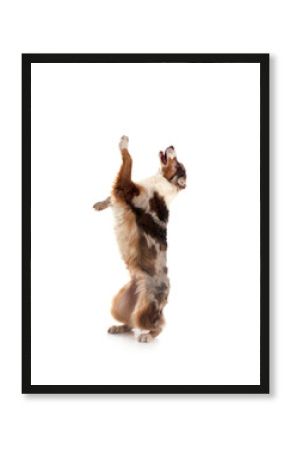 australian shepherd in studio