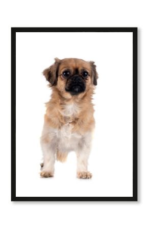 Tibetan spaniel in studio
