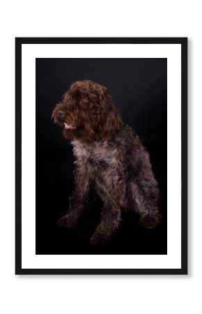 Wirehaired Pointing Griffon