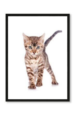 bengal kitten in studio