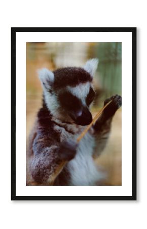 Lemur primate animal wildlife closeup portrait of a ring-tailed lemur holding a stick, detailed fur and expressive eyes, curious pose in naturalistic enclosure and gentle behavior captured.