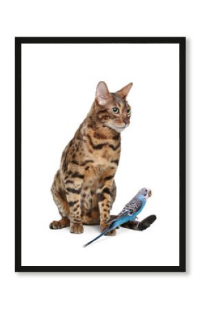 Parrot and cat isolated on white. Cute pets