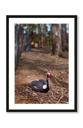 Swan bird black forest ground wildlife nature resting beak red sitting on leaf litter near fence, solitary waterfowl portrait in woodland, calm animal conservation and habitat detail.
