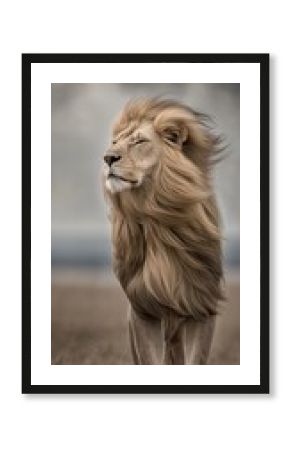 Lion standing in savanna looking into distance under dark sky. Powerful lion representing leadership, strength, and authority in dry grass