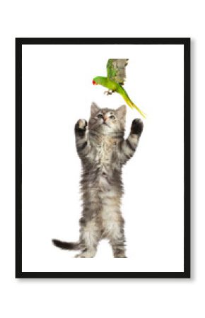 Parrot and cat playing on white background. Cute pets