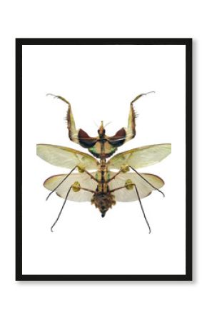 Devil's flower mantis showcases its striking appearance and detailed features while isolated against a plain background, emphasizing its distinct coloration and shape.